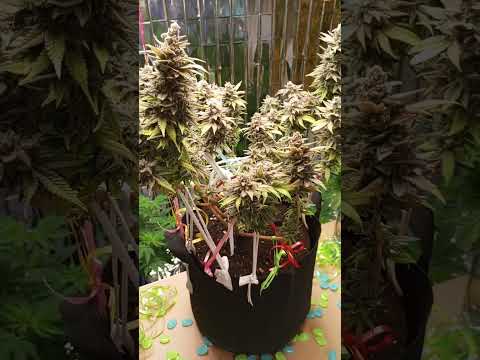 Purpel Kush aus Team West 😎🪴🤙🏻 / 9 BW.