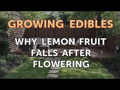 How to Grow Mangosteen From Seed