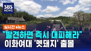 발견하면 즉시 대피해라..이화여대 '멧돼지' 출몰 / SBS / 실시간 e뉴스