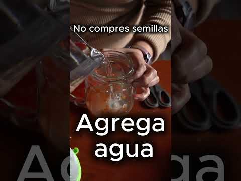 Cómo guardar semillas de tomate parte 1