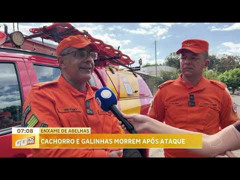 Ataque de abelhas mata cachorro e cinco galinhas e obriga moradores a deixar casa