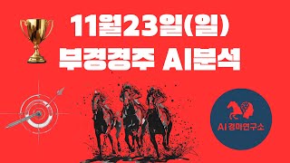 25년 11월23일 부경 경마 예측 및 분석