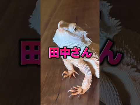 アフリカの動物 - 特徴、好奇心、写真