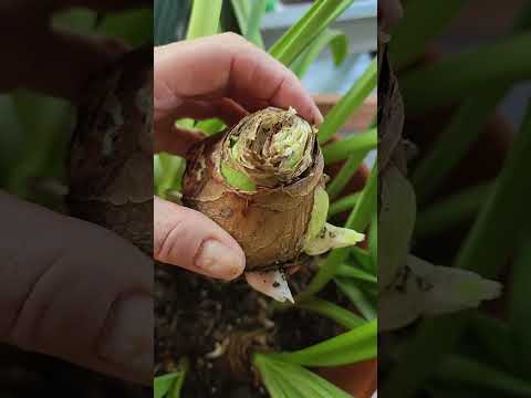 Is this Amaryllis Dead or a Miracle?