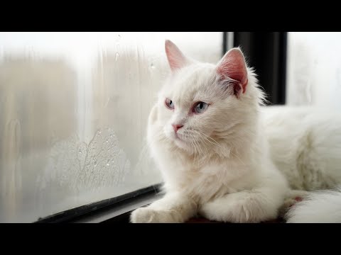Cat and weather|What weather do cats like？|Do cats like rainy days?