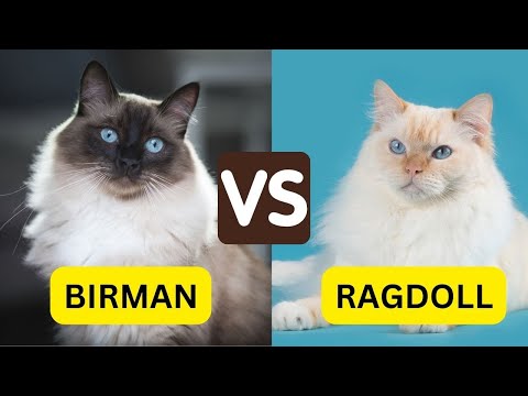 10 Differences Birman Vs Ragdoll You Must Know
