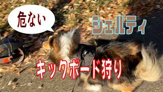 【シェルティ】キックボード狩り【フランス田舎暮らし🇫🇷】#犬の散歩 #賢い犬 #犬のいる暮らし #シェルティ