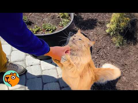 Stray Cat Does Everything to Make This Couple Love Him | Cuddle Buddies