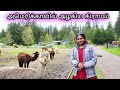 Beautiful Village Tour in America | Village Life in USA | Country Side |  Pudhumai Sei