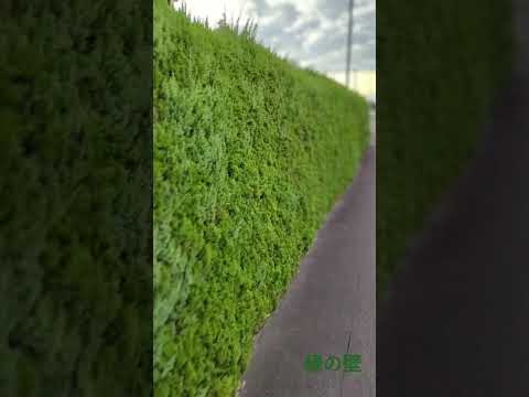 壁を隠す常緑植物 斑入りのカラフルな葉