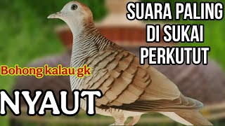 Download lagu Perkutut lokal gacor suara paling di sukai perkutut bohong kalu gk nyaut mp3