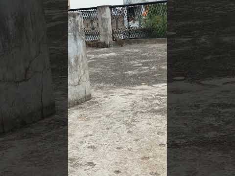 Cat😽😽😽❤️❤️❤️❤️