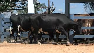 Vídeo 156 - 1ª ETAPA MEGA LIQUIDAÇÃO TOTAL AGROPECUÁRIA MARAJOARA - DIA 4 | GADO GIROLANDO E HOLANDÊS