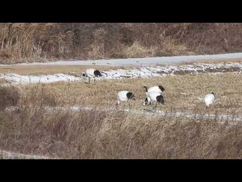 백마고지에서(At the Baekma Highland)