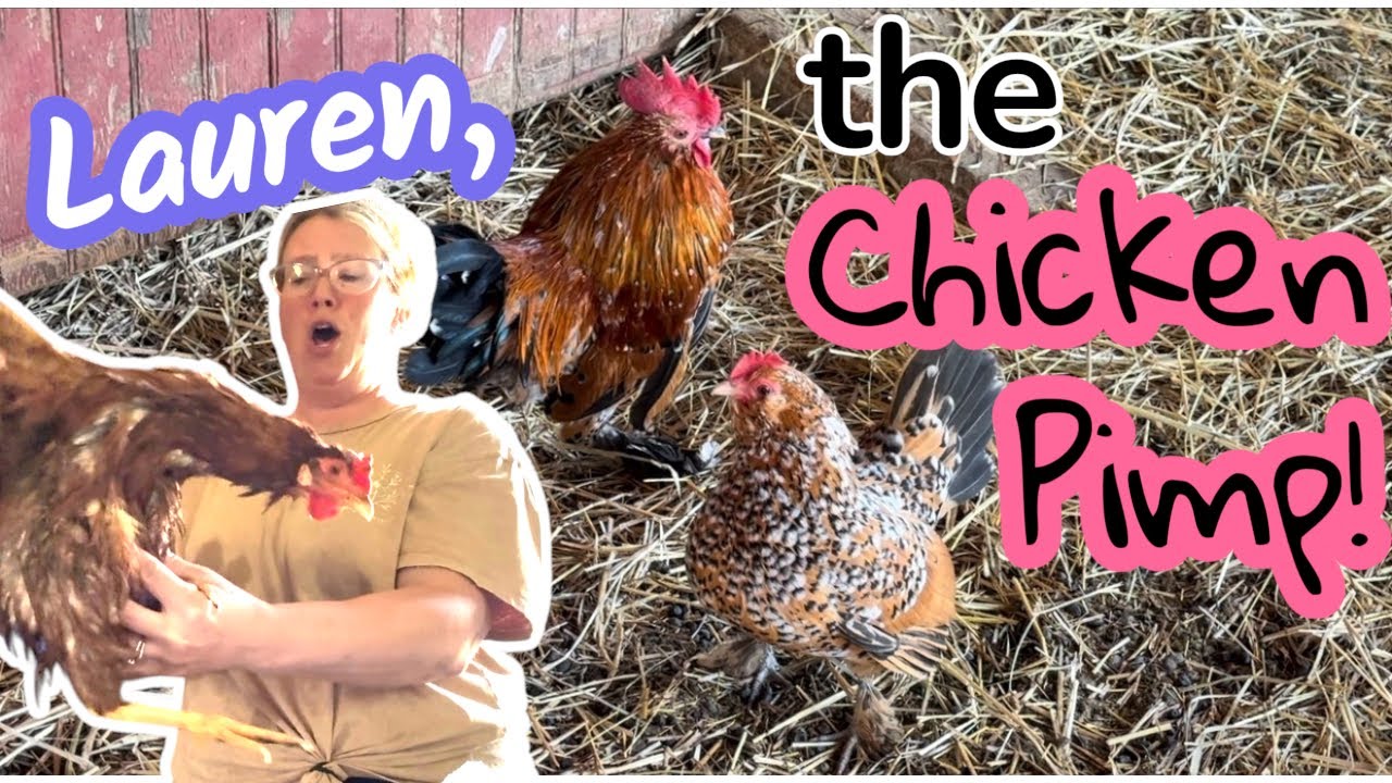 Lauren, the Chicken Matchmaker