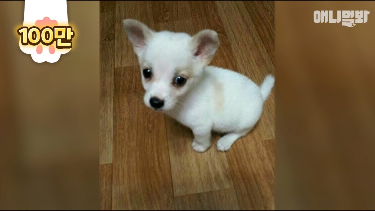 작별인사를 하지 않은 주인이 돌아올거라 믿은 강아지가 있었습니다ㅣDog Believes His Owner Will Come Back