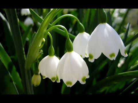 Colaj Surorile Grab 2017- 2018