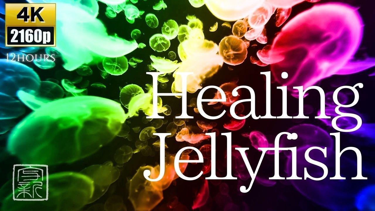 Tranquil Jellyfish🪼 - Hours of Meditating🧘🏻‍♂️ Aquarium Relax & Calming 4K UHD