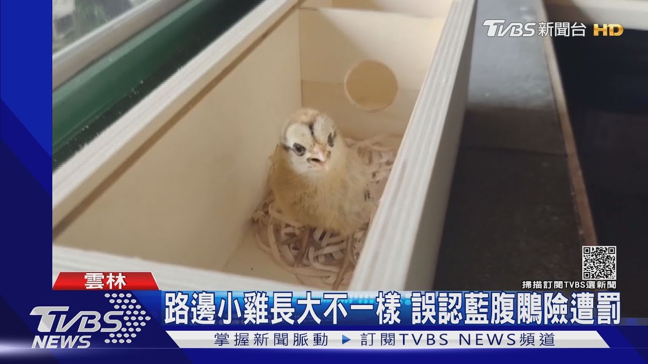 我是誰！我在哪？小雞長大樣貌怪　遭誤認藍腹鷴
