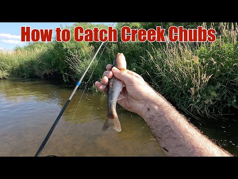 Creek Fishing Tips for Catching Jumbo Creek Chubs