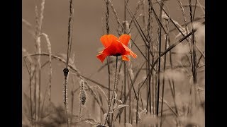 L'UNIVERS DE BRESLEV