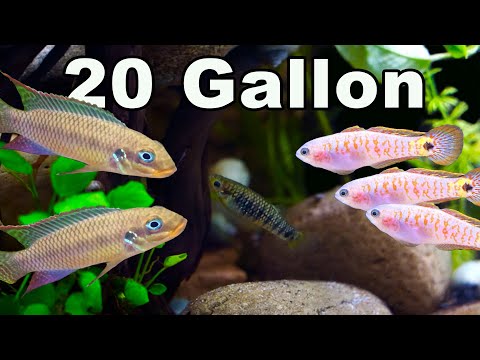 Fish You Can Keep Together in a 20 Gallon Community Aquarium: So Many Options!