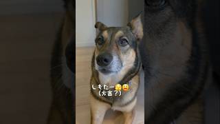 おはようまるちゃん🌞#雑種犬 #雑種 #保護犬 #犬のいる暮らし #いぬのいる生活 #犬のいる生活 #保護犬との暮らし #愛犬 #かわいい犬 #いぬ #犬