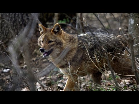 papillómák a testkezelési fórumon rákos papilloma