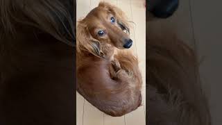 犬にどうぶつの森の言葉喋ったら通じる説