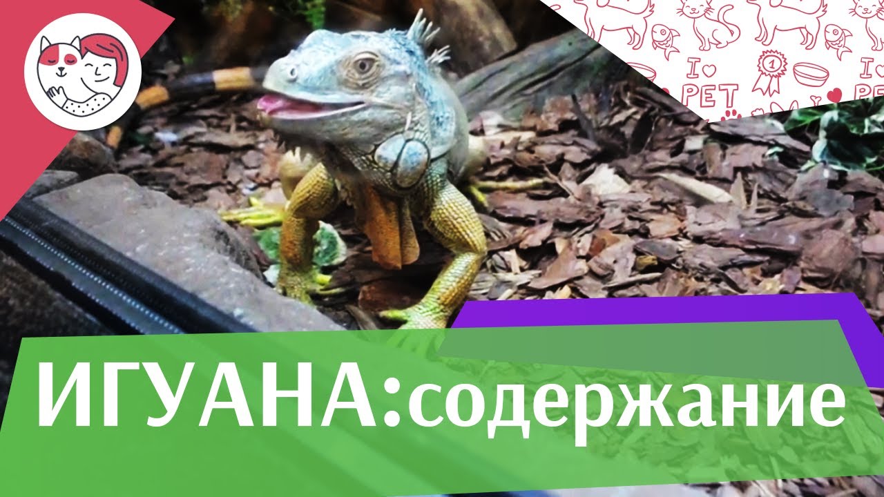 Игуана Содержание на ilikepet