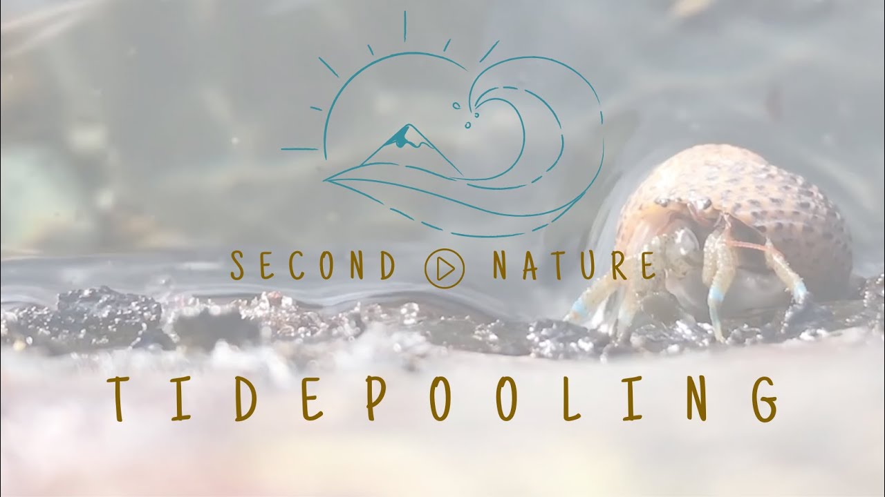 San Diego's Top Tidepooling