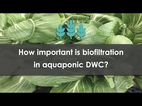 , title : 'How important is biofiltration in aquaponic DWC?'