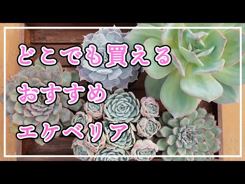 ハンギング多肉植物: 最も美しい 5 種類 トピックス