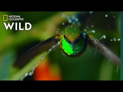 Two Hummingbirds Battle for Nectar | Untamed Andes
