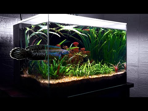YouTube video about: Where can I buy snakehead fish?