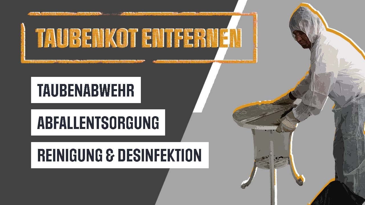 Taubenkot entfernen und fachgerecht entsorgen