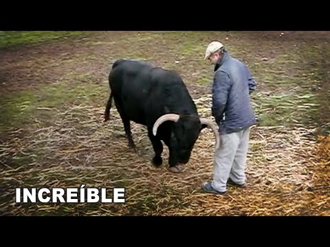 El Toro Bravo que se Deja Tocar por el Hombre, Ganaderías de Toros Bravos 2010, #3
