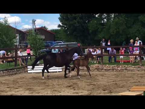 Stutfohlen von Millenium u.d. Elitestute Grace Note v. Alter Fritz - Kostolany