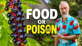 Pokeweed: Food or Poison? (NOT Weeds)
