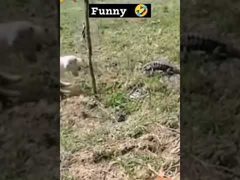 funny animal moments 😂😁 #viralshorts