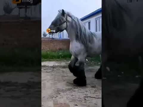 beautiful horse🐎#shorts #horse #moj