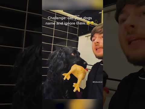 Dogs eat lemons#dog #funny #hh #funnycats #fyp#dogs #singasong #lyrics #husky #cute #cat #housepet