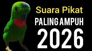 Download lagu Suara Burung Serindit Gacor Terbaik Di 2026 Ampuh Untuk Masteran Pikat mp3