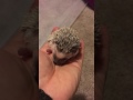 Baby hedgehog yawns cuteness level 100%
