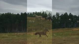 If Wishes Were Horses