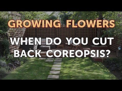 How to Grow Lantana From Saved Seeds