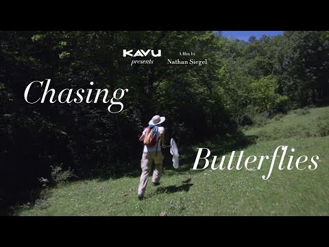 CHASING BUTTERFLIES