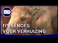 Medisch team onderzoekt 'eenzaamste olifant ter wereld' voor verhuizing