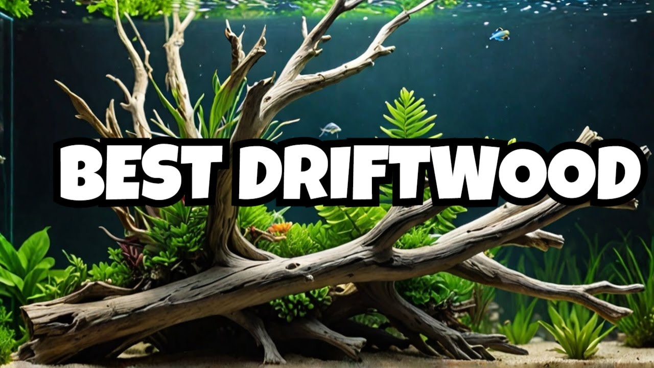 The Best Aquarium Driftwood (Top 9 Picks) 🌿