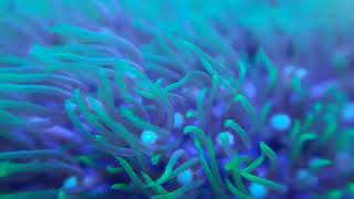 pulsing xenia & green star polyp